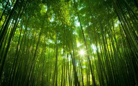 日本竹林
