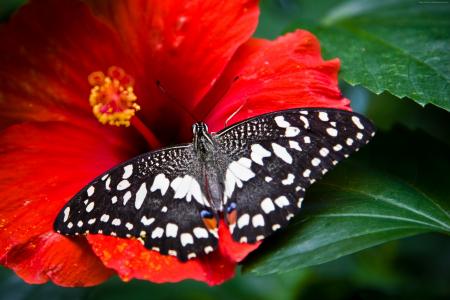 蝴蝶,黑白色,昆虫,鲜花,玻璃,自然,花园（水平）
