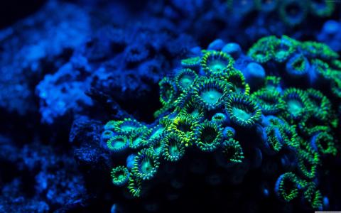 珊瑚,5k,4k壁纸,8k,zoanthids,水下（水平）