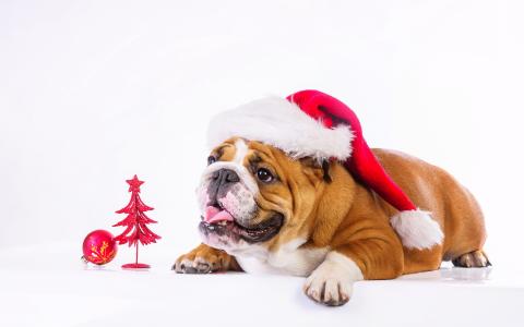 圣诞节,新年,狗,可爱的动物,4k（水平）