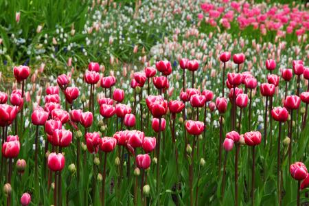 粉红色的郁金香,植物群,开花,高清,5K