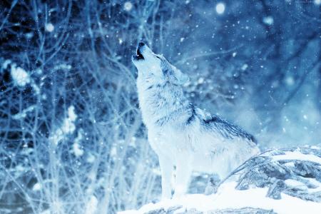 狼,冬天,雪,4k（水平）