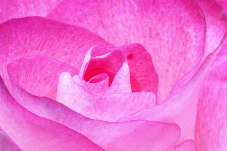 花,玫瑰,粉红色,4k（水平）