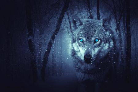 野狼,蓝色的眼睛,可怕,降雪,冬天,4K