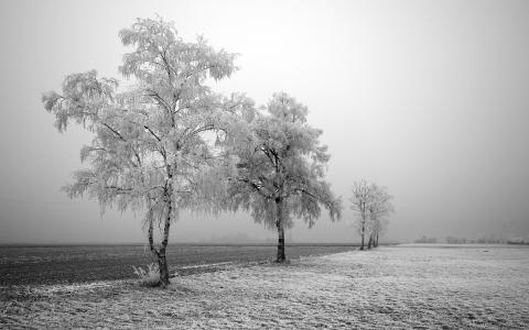 冻结的树木