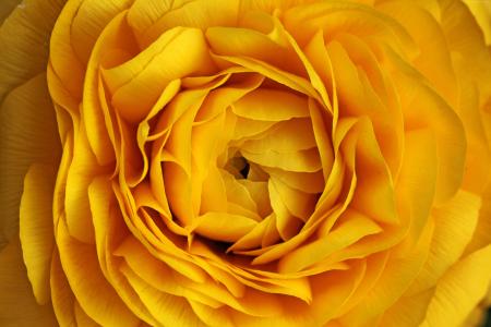 玫瑰,4k,5k壁纸,花,黄色,宏（水平）