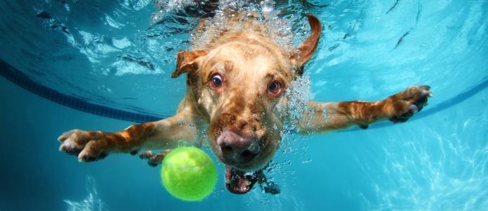 拉布拉多,狗,水下,可爱的动物,搞笑（水平）