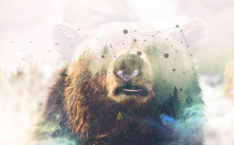 灰熊,森林,Photoshop,高清,4K