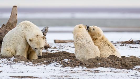 北极熊悠闲玩乐可爱写真
