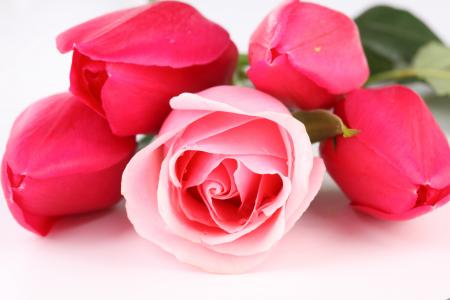 粉红玫瑰,宝贝粉红色,高清,5K