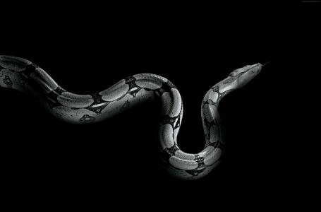 Python,蛇（水平）
