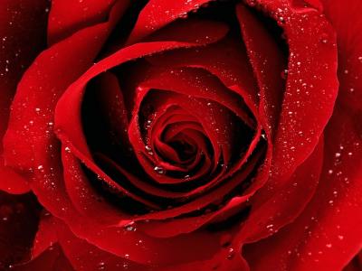 你的一朵红色玫瑰