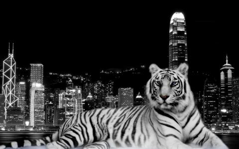 城市黑暗的老虎