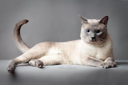泰国猫,蓝色的眼睛,动物（水平）