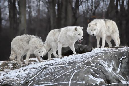 狼,森林,雪,可爱的动物（水平）