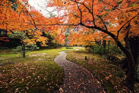 秋天,叶子,Yoshikien花园,日本,5K