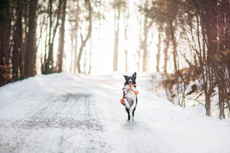 狗,可爱的动物,冬天,雪,树,4k（水平）