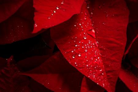 一品红,红叶,雨滴,高清