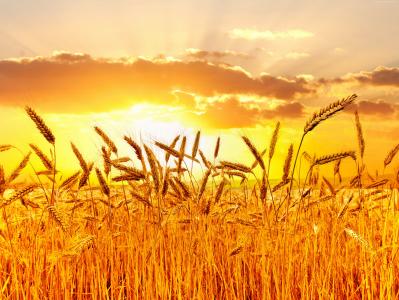 小麦,5k,4k壁纸,草地,日落（水平）