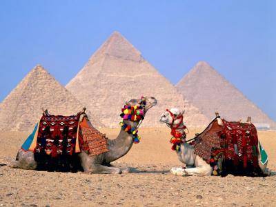 埃及开罗骆驼