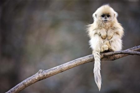 金丝猴,猴,Roxelana,卧龙国家级自然保护区,中国,动物（水平）