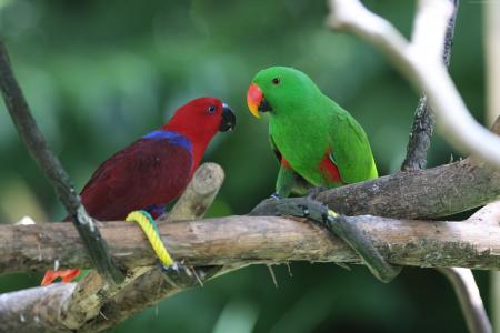 亚马逊鹦鹉,安的列斯群岛,鸟,绿色,红色,自然,旅游,分支,动物（水平）