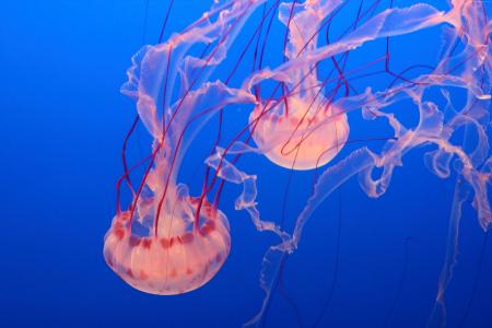 粉红色的水母,蒙特利湾水族馆,潜水,旅游（水平）