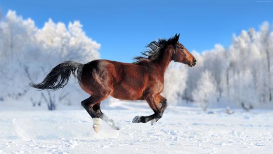 马,可爱的动物,雪,冬天,4k（水平）
