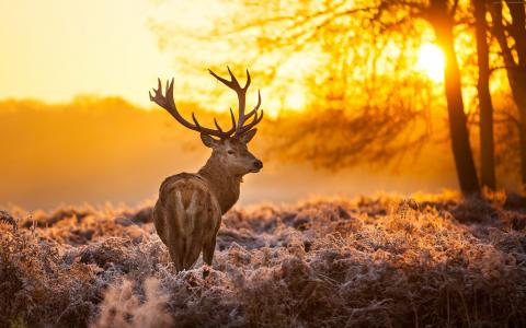 鹿,4k,高清壁纸,野生,太阳,黄色,大自然,冬季（水平）