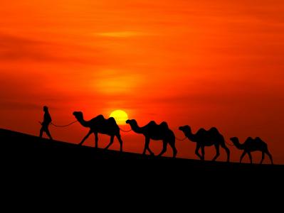 日落,沙漠,骆驼,高清