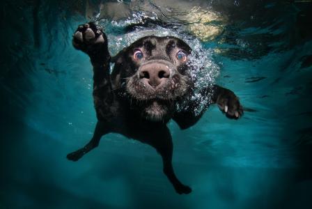 狗,5k,4k壁纸,小狗,黑色,水下,搞笑,动物,宠物,水中气泡（水平）