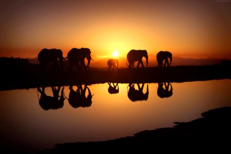 大象,日落,水（水平）