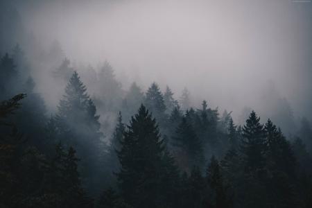 雾,5k,4k壁纸,树,森林（水平）
