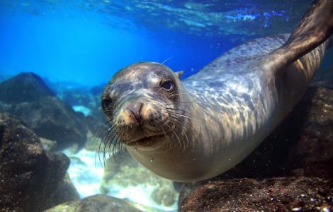 海狮,加拉帕戈斯群岛,厄瓜多尔,水下,特写,潜水,旅游,底部,蓝色,动物,世界上最好的潜水点（水平）