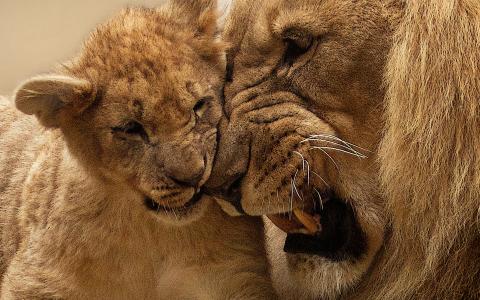 狮子母亲崽