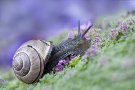 蜗牛,有趣的动物,紫色（水平）