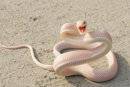 蛇,粉红色的蛇,沥青,眼睛,攻击（水平）
