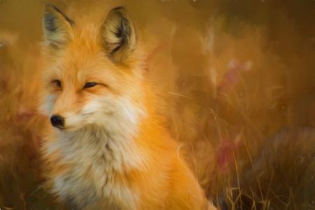 狐狸,图稿,油漆,高清,5K