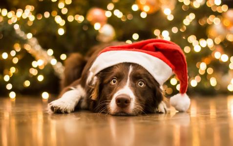 圣诞节,新年,狗,可爱的动物,5K（水平）