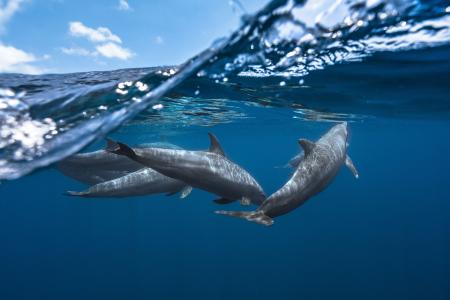 海豚,水下,高清,4K