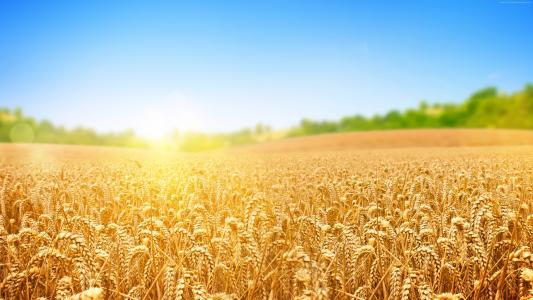 小麦,原野,自然,天空,4k（水平）
