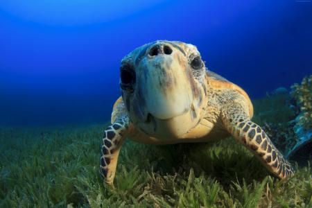 玳瑁海龟,巴哈马,大西洋,太平洋,印度,海洋,海洋生物,水下,滑稽,潜水,旅游,蓝色,世界上最好的潜水点（水平）
