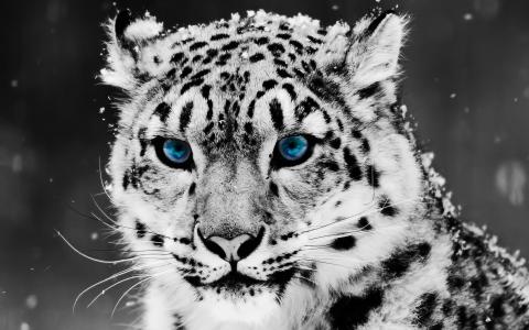 雪蓝眼睛豹