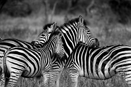 Zebra, Black & White (horizontal)