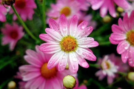 玛格丽特雏菊,粉红色的雏菊,滴,4K