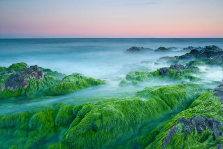 藻类,石头,海,日落,4 k