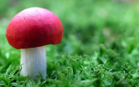 绿色的红色蘑菇