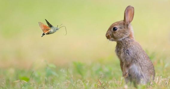 兔子,可爱的动物,蝴蝶,4k（水平）