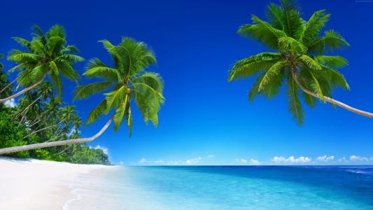 热带海滩,5k,4k壁纸,8k,天堂,棕榈树,海,蓝色（水平）