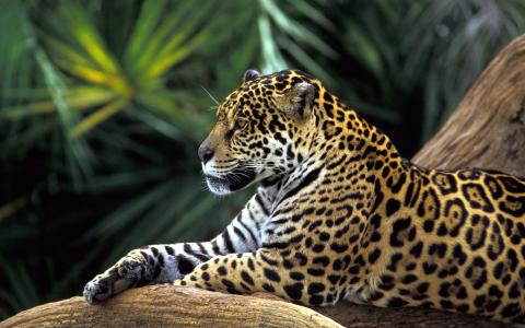 美洲虎在亚马逊雨林